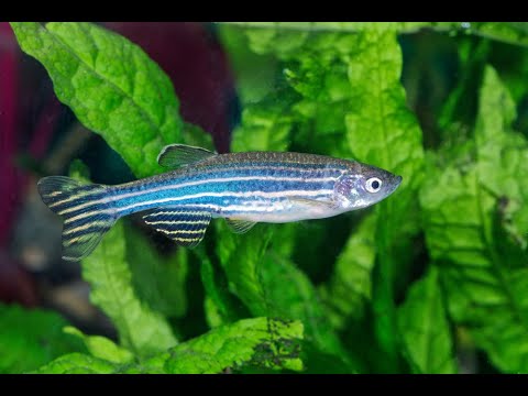 Zebrafish (Danio rerio) — aquarium fish species profile