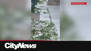 What the fluff? Montreal's 'summer snow' explained