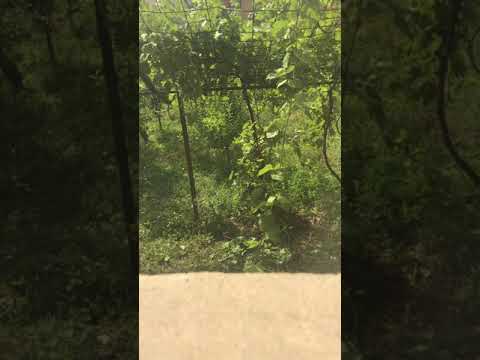 Sareri hovin mernem cover bi Lusi