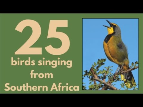 25 BIRDS SINGING from Southern Africa