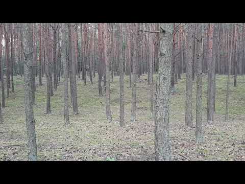 Quick Channel Update - From The Forests Of The Old World