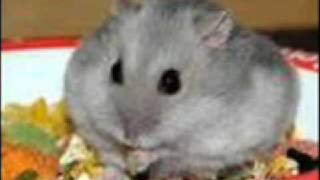 Roy D Mercer Navy Recruiter Call