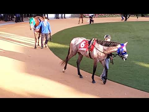 The 13 contenders for the GII 2019 Sports Nippon Sho Stayers Stakes in the parade ring