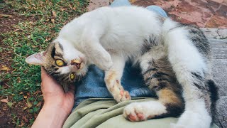 This adorable Tabby cat loves to sit on my lap and MEOW~