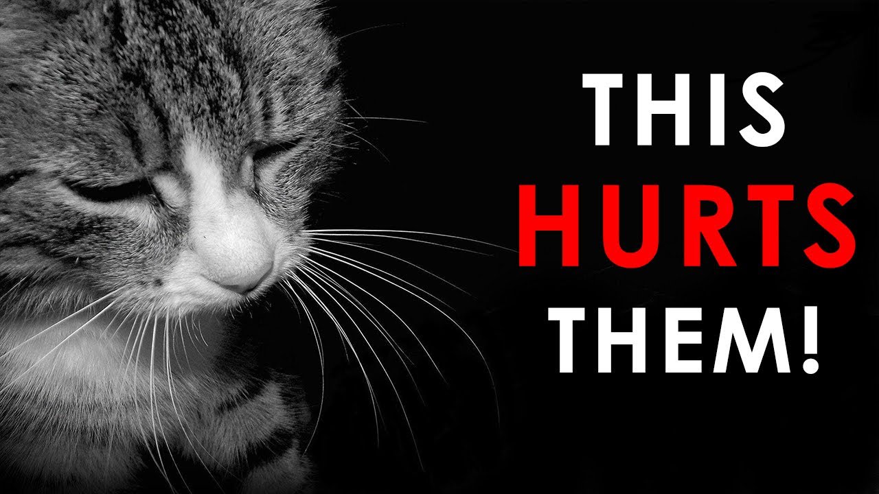 13 Things That Emotionally HURT a Cat (Be Careful)