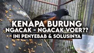 Download lagu CAUSES OF RANDOMIZED VOER & HOW TO OVERCOME IT mp3 Download lagu CAUSES OF RANDOMIZED VOER & HOW TO OVERCOME IT mp3