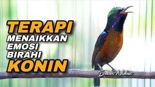 Download lagu KONIN GACOR TERAPI AMPUH UNTUK MENAIKKAN EMOSI KOLIBRI NINJA AGAR CEPAT NGOBRA NEMBAK ISIAN mp3