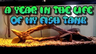 A year in the life of a planted tank