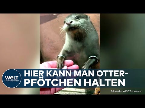 DUBAI: Pfötchen halten als Attraktion! Darum halten die Otter so gerne Händchen mit Menschen