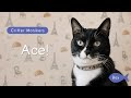 Tuxedo Cat Name Ideas Say Hello To Ace Critter Monikers