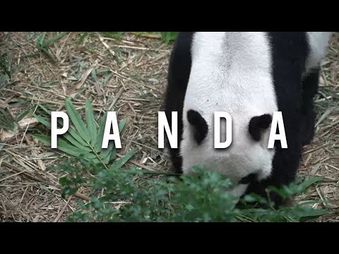 Panda Sounds of a panda What sounds does a panda make
