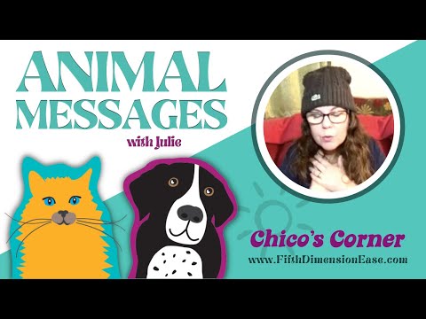 Animal Messages with Julie! - Aria the cat discovers the Pineapple + Cosmic Prozac requested by Cali