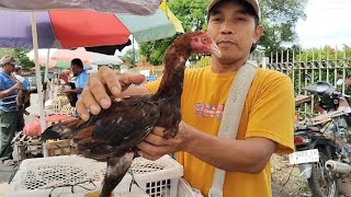 Download lagu HARGA ANAKAN AYAM BANGKOK UMUR 3 DAN 6 BLN DI PASAR SUMPIUH mp3