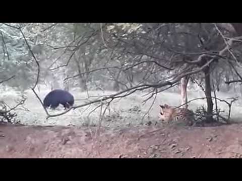 Incredible sighting of Tiger vs sloth Bear in Ranthambore