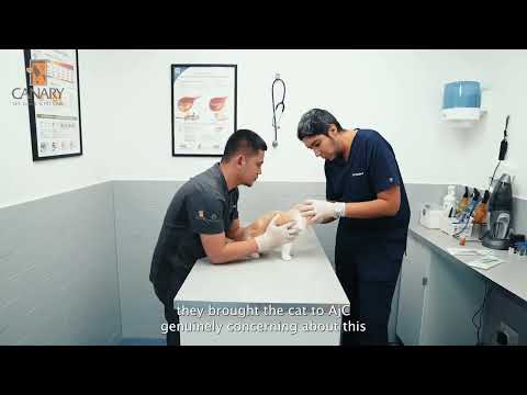 CANARY PET CENTRE | AjmanFind out how to diagnose & treat it with our expert DR.KHALED 🔬