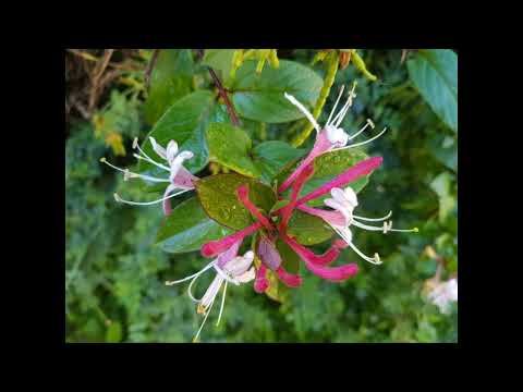 image : Samedi au jardin : à Fayence (Var)