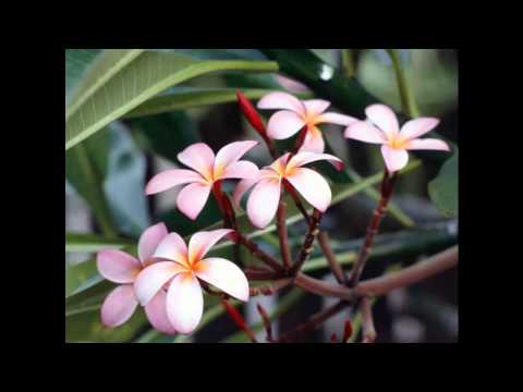 Piippii Langstrumpf Verarsche