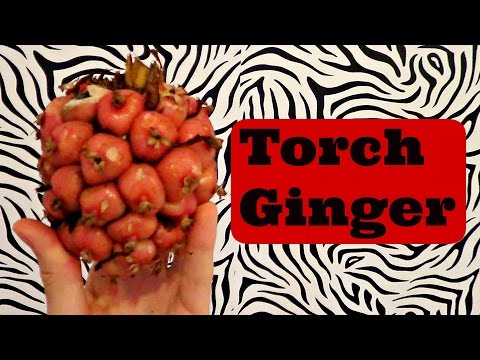 Torch Ginger Fruit Review (Etlingera elatior) - Weird Fruit Explorer Ep 133