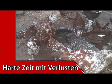 Krankheitswelle überstanden - doch keine Kokzidiose!