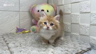 ミヌエットの動画01