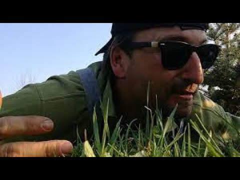 Aleks o vinskim medaljama