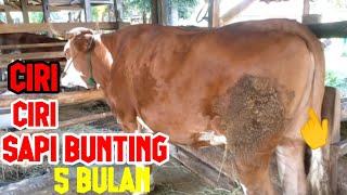 Download lagu CHARACTERISTICS OF DORO COWS AND 5-MONTH PREGNANT BREEDS# mp3