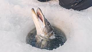 3 Attempts For An Ontario Master Angler!