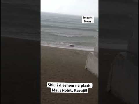 #shiu në #plazh ,Mal i Robit, #kavaje #impaktnews #video #viral #shqiperi #albania #shorts #short