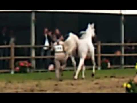 Fayyim Emerald Trophy in Brecht