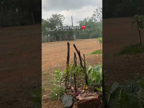 Cravo Norte Arauca