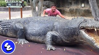 Download lagu 3 Largest Crocodiles in the World - Historic Records of Monster Crocodiles Ever Found mp3