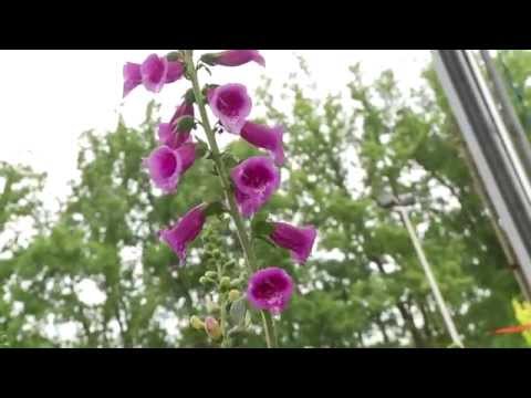 , title : 'Zomer - Welke planten en bloemen trekken bijen aan in je tuin?'