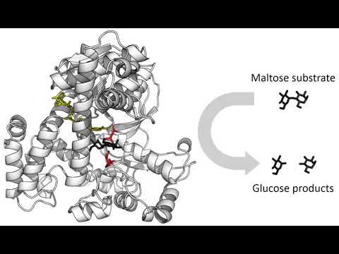Enzyme | Wikipedia audio article
