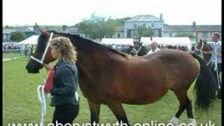 preview picture of video 'Welsh Stallion Cobs & Ponies Aberaeron'