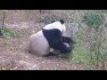 Panda Walking Around