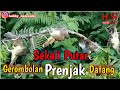 Pancingan Ampuh Pikat Prenjak Ciblek Hobby Dan Rejeki
