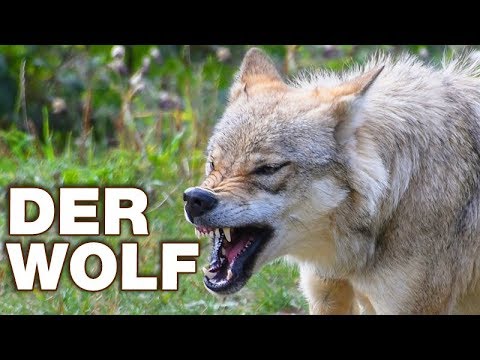 Der Wolf - Anatomie und Biologie | Alternative Fakten fürs Referat | Parodie