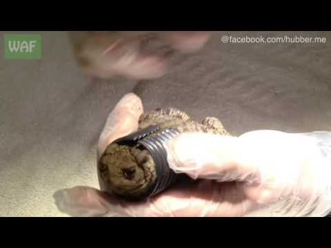 Liebevolle Rettung: Kröte wird aus Rohr befreit