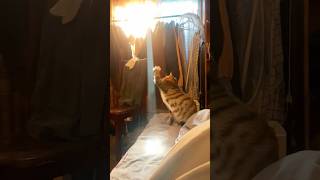 Download lagu #137 Funny Cat videos 🐱🐱 #meowing #memes #cute mp3 Download lagu #137 Funny Cat videos 🐱🐱 #meowing #memes #cute mp3