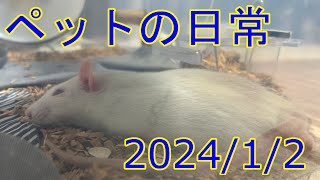 ペットの日常 20240102