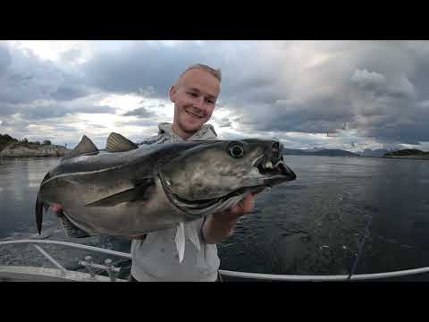 Coalfish Madness in Saltstraumen, Norway