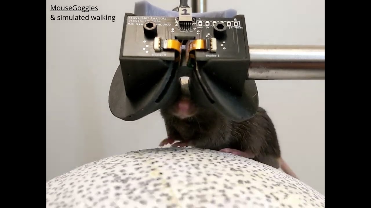 youtube video id=YFkAKO795Ro