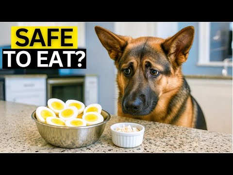 The Best Way To Introduce Eggs to Your German Shepherd Without Stomach Issues
