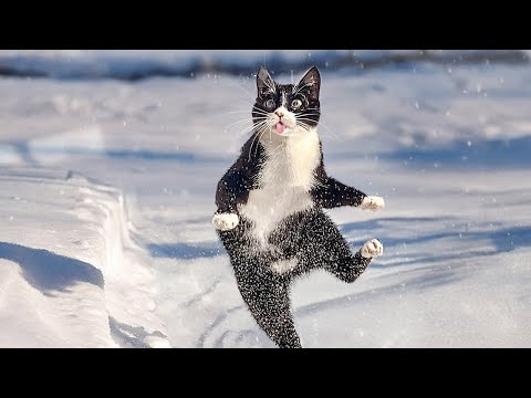 Cat's First Snow! 😹 Funny Cat Moments