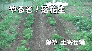 やるぞ！落花生　除草土寄せ編