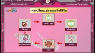 สื่อการเรียนการสอน การเปลี่ยนแปลงรูปร่างในการเจริญเติบโต ม.3 วิทยาศาสตร์