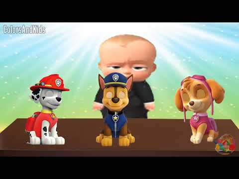 汪汪隊立大功 寶寶刮鬍受傷哭哭！汪汪隊手指家庭 [4K] (Paw Patrol Baby Shave Cut & Hurts on his Face Crying! Paw Patrol Family Finger Family [4K])