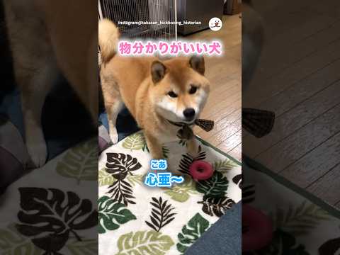 物分かりがいい柴犬さん｜PECO