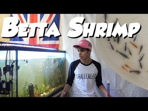 9 Betta Fish and 30 SHRIMP IN ONE AQUARIUM!