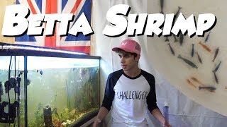 9 Betta Fish and 30 SHRIMP IN ONE AQUARIUM! by  Challenge the Wild